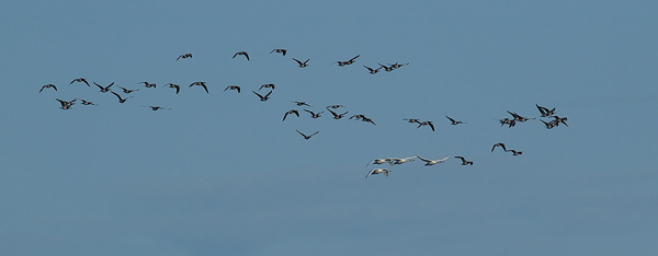 Pikkujoutsen, Tundra Swan, Cygnus columbianus